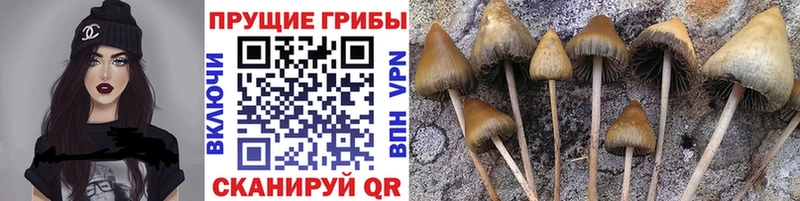 Псилоцибиновые грибы Psilocybe  дарк нет состав  Пугачёв 